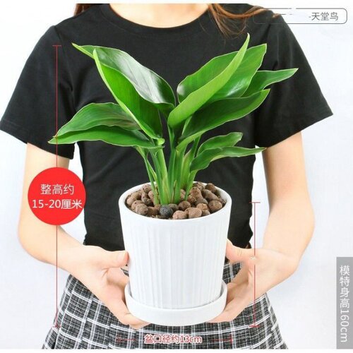 天堂鸟盆栽花卉鹤望兰室内绿植物净化空气四季常青桌面家居小盆景