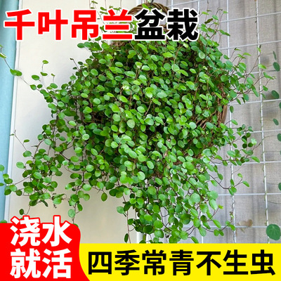 千叶吊兰盆栽室内阳台多年生垂吊四季常青植物百万心吊兰耐阴花卉