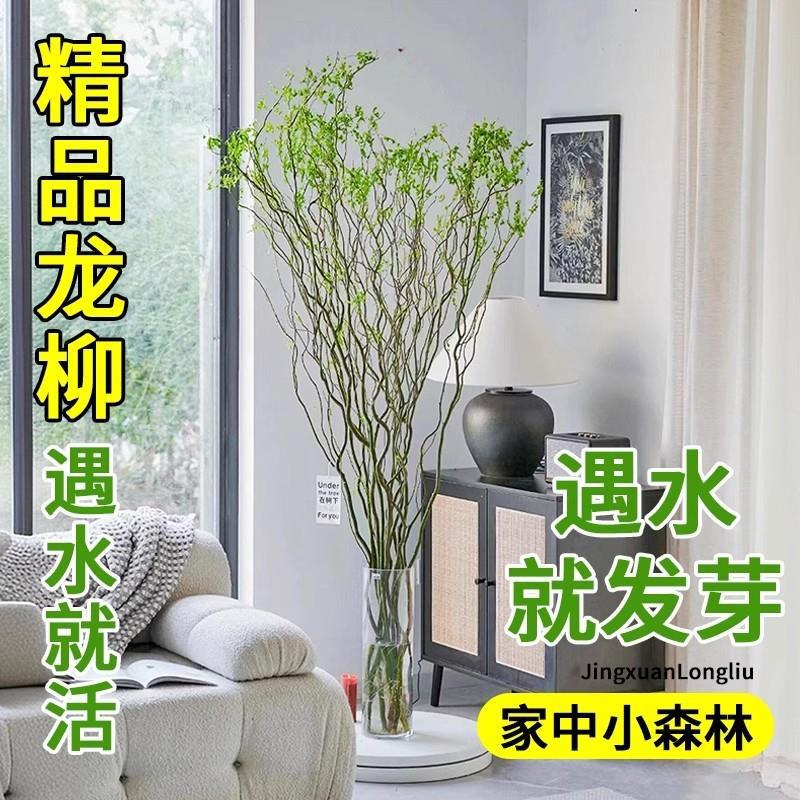 水培植物龙柳鲜切枝富贵竹客厅绿植花卉室内盆栽干枝雪柳枯树逢春