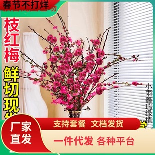 红梅水培植物干枝雪柳水养鲜花卉梅花鲜枝珍珠李室内客厅