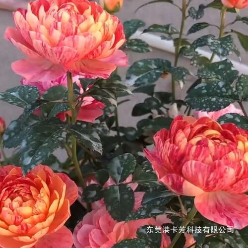 果汁飞溅月季带血斑果汁阳台变异条纹新品灌木微型月季月季大花苗