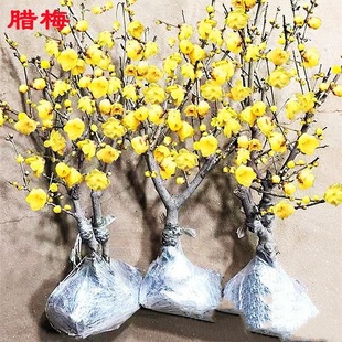 腊梅花盆栽素心腊梅红梅老桩花盆景绿梅耐寒原生梅花花卉阳台