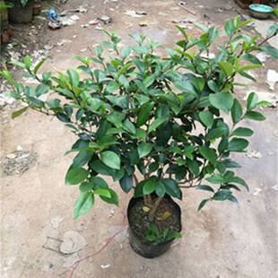 香花树含笑花苗盆栽 庭院 树苗 紫黄色花卉植物香蕉妃浓香型