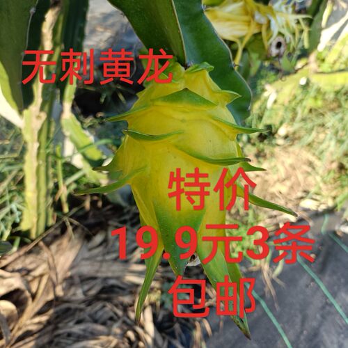 白肉稀有品种火龙果阳台盆栽黄皮