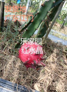 火龙果常绿红水晶热带水果