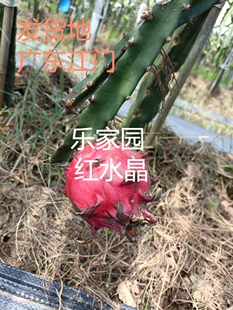 稀有品种红水晶红皮红肉透明火龙果有根无根苗阳台盆栽人工受粉