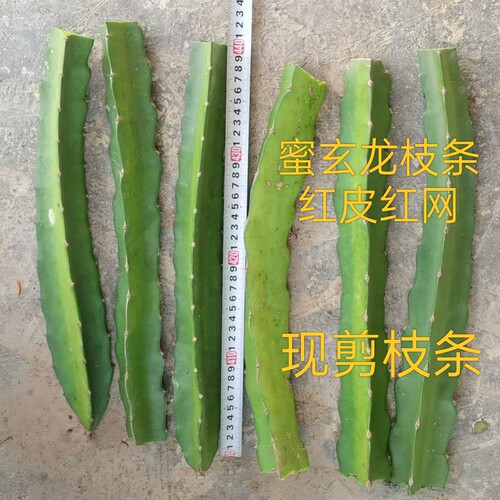 正宗蜜玄龙火龙果枝条阳台盆栽红皮红肉南北四季种植结果现剪直发