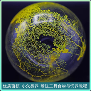 黏菌宠物菌种菌核粘菌多头绒泡菌小学生迷宫染色实验小型好养活体