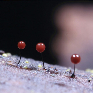 黏菌菌种菌核粘菌史莱姆小之微曳尾刚丝多头绒泡菌宠物小型好养活