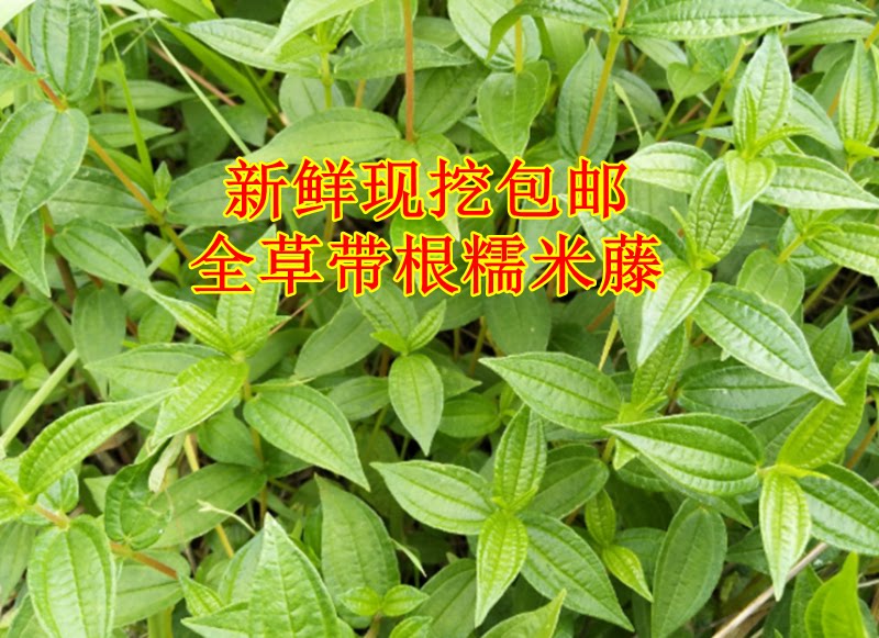新鲜糯米藤根雾水葛根捆仙绳玄麻根重庆中草药500g包邮