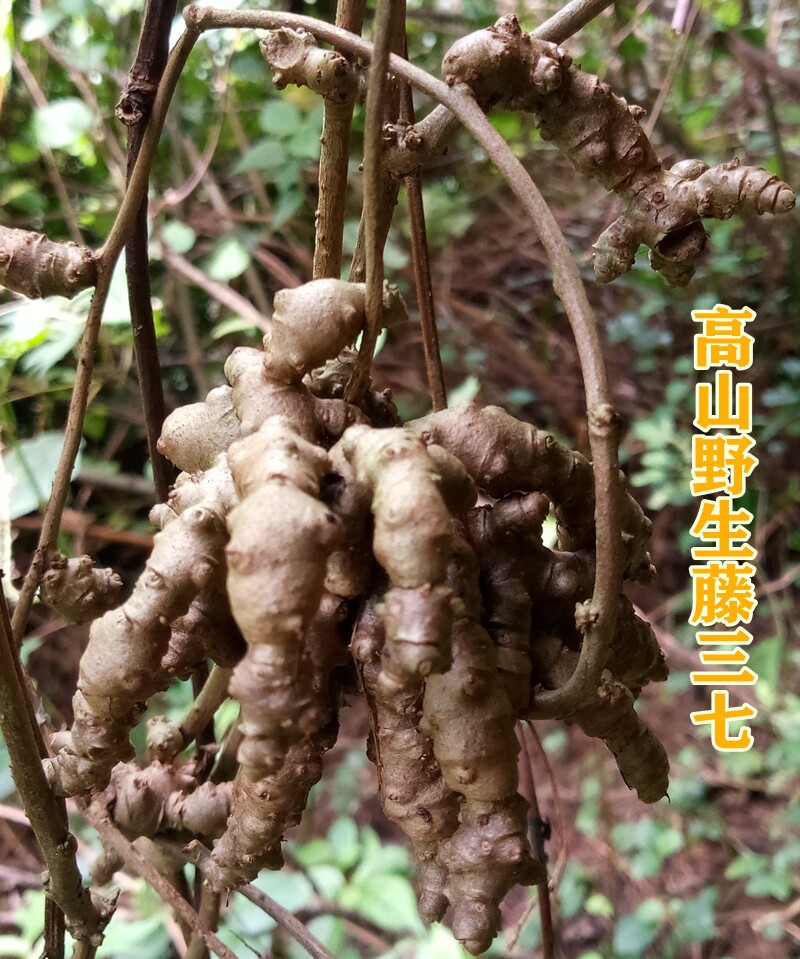 藤三七野生种子种苗四季常青盆栽爬藤观赏绿植食用川七中药材包邮