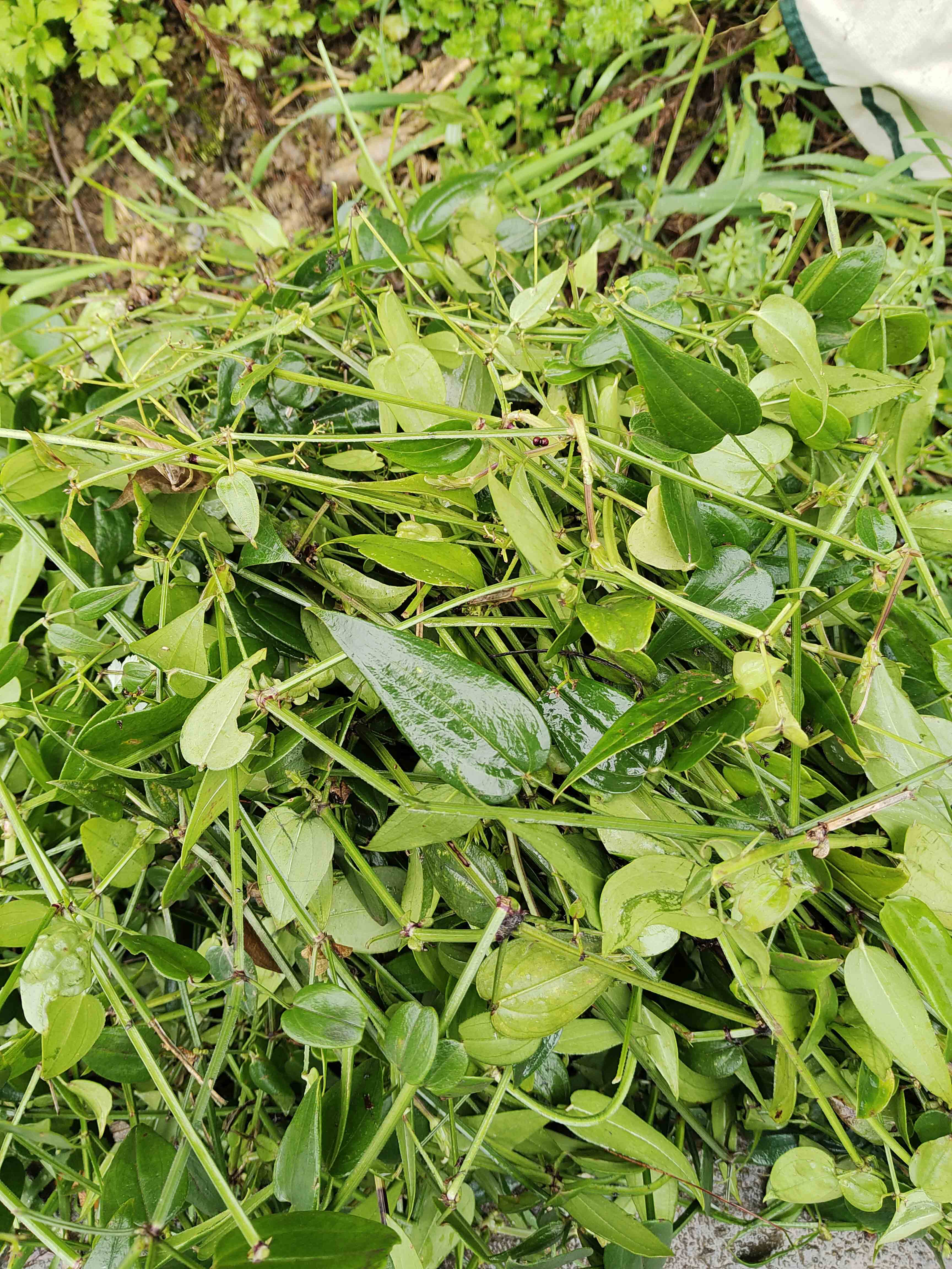新鲜茜草锯锯藤重庆山采新鲜中药材茜草茎叶全草散装500克包邮