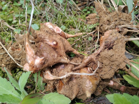 新鲜金刚藤菝葜铁菱角金钢刺头根部整个现挖发货大山原生中草药材