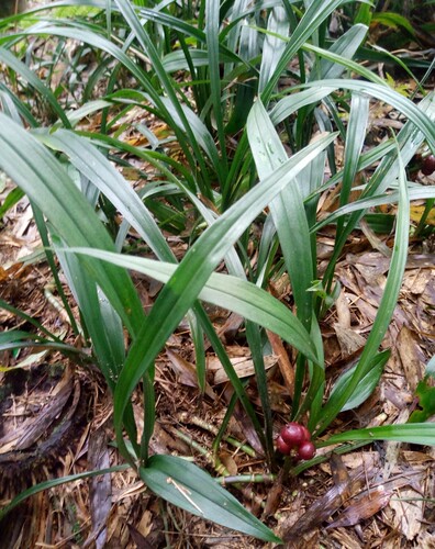 吉祥草观音草紫衣草现采