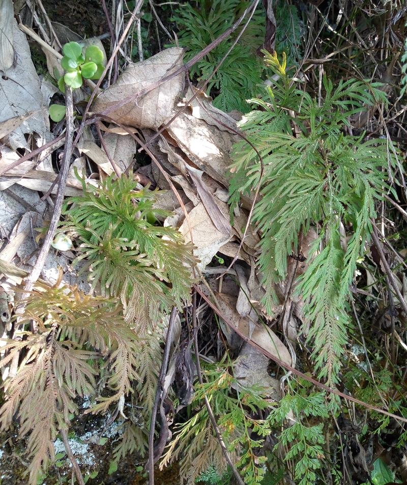 江南卷柏地柏枝石柏岩柏