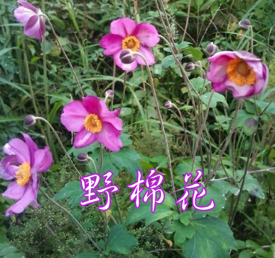野棉花苗宿根银莲打破碗碗花大火草大头翁白头翁室内外种植盆栽