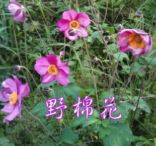 野棉花苗宿根银莲打破碗碗花大火草大头翁白头翁室内外种植盆栽