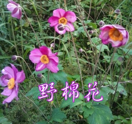 野棉花苗宿根银莲打破碗碗花大火草大头翁白头翁室内外种植盆栽