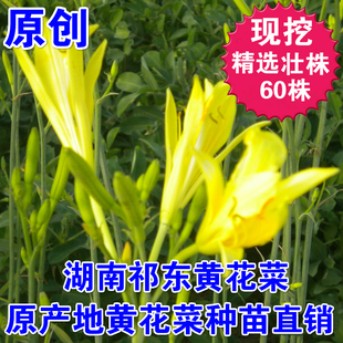 60颗现挖精大祁东黄花菜种苗食用优质大花朵品种金针菜可观花卉