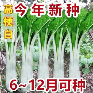 长梗高梗白耐热白菜种子圆叶花叶高杆长杆特大腌菜四季蔬菜种子