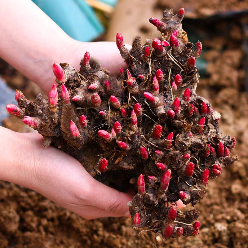 芍花苗重瓣带芽大根块四季开花多年生室内庭院绿植观花盆栽耐寒