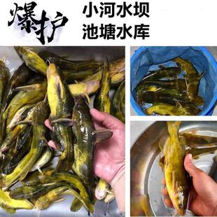 专攻黄辣丁专用饵料昂刺黄颡黄骨黄桑窝料野钓打窝料小药底窝鱼食
