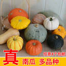 饰真南瓜摆件异形观赏各种新鲜小彩色万圣节灯笼雕刻大圆老道具 装