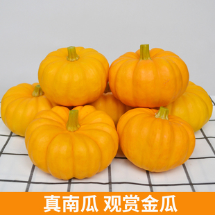 迷你小橘黄色桔色贝贝南瓜小金瓜太阳果黄金万圣节灯笼观赏摆件