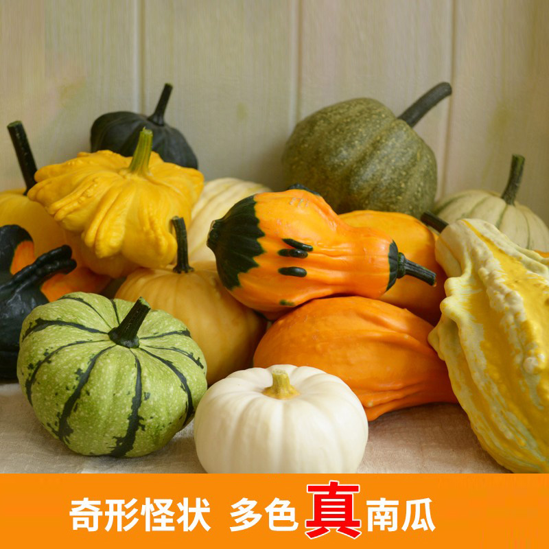 多色观赏墨西哥葫芦南瓜摆放