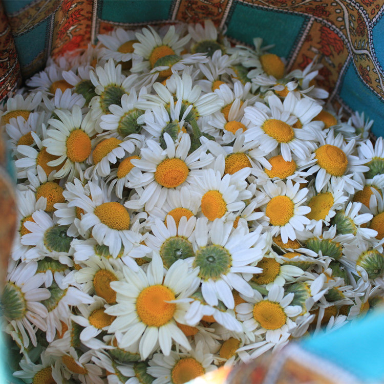 罗马洋甘菊干花洋甘菊花茶胃疼牙疼大姨妈疼养生茶兵团农户直供