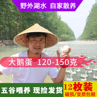 新鲜鹅蛋农家散养大鹅蛋野外河水放养孕妇土鹅蛋12枚单个 120-150