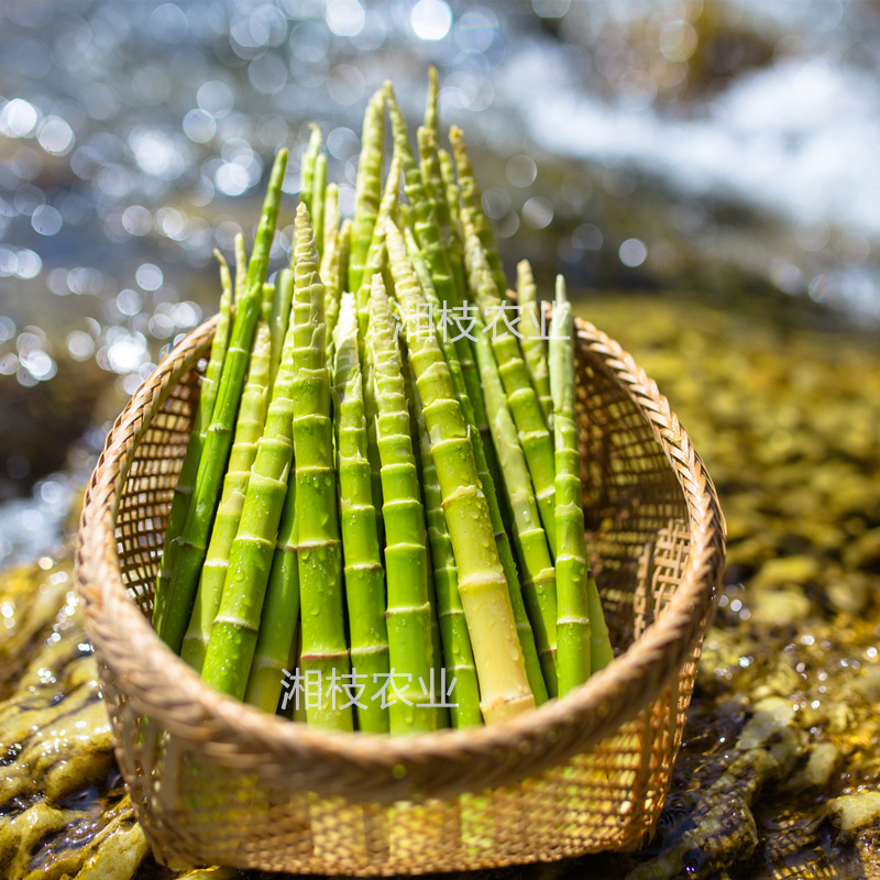 湘枝野生小山笋新鲜现挖顺丰包邮