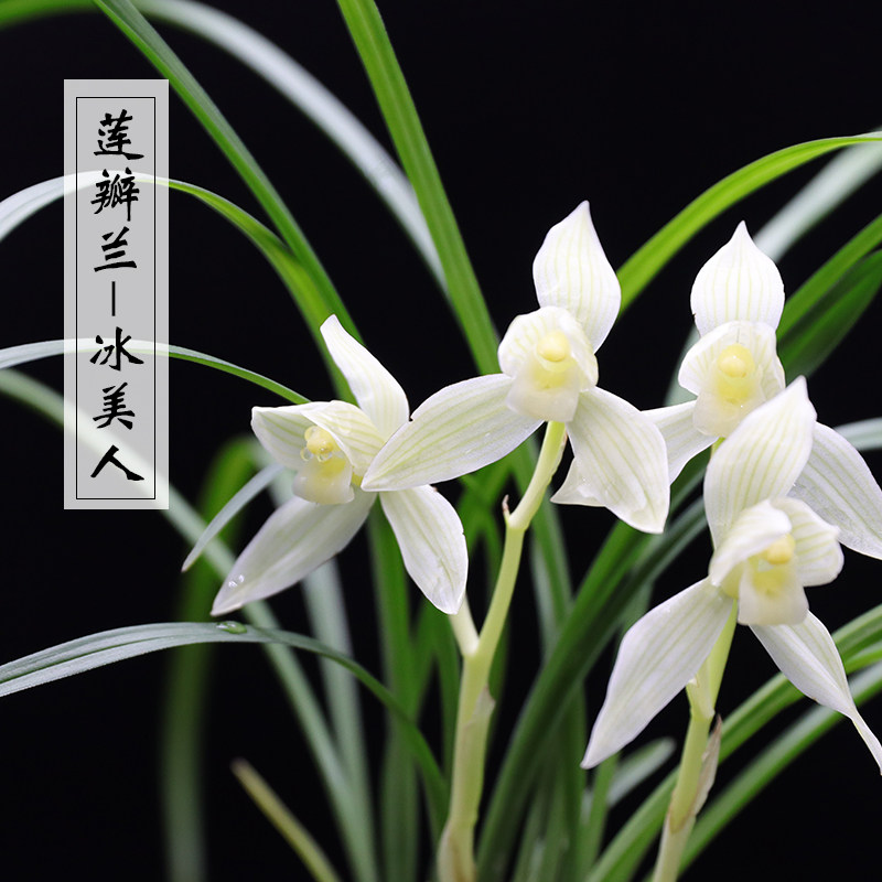 莲瓣兰经典素花荷瓣云龙素荷云南老种兰花苗秋冬开花室内绿植盆栽