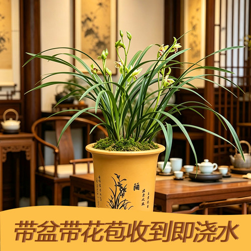 四季兰建兰奇花铭品梨山狮王富山奇蝶带花浓香型兰花苗
