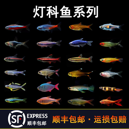 热带观赏活鱼好养宝莲灯斑马淡水鱼苗天使孔雀小型红绿灯科鱼合集