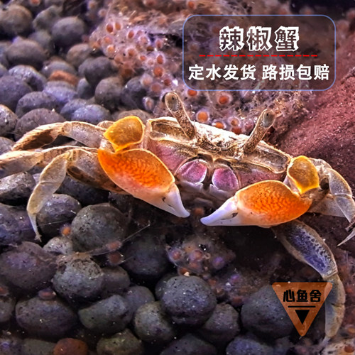 小螃蟹观赏辣椒淡水相手活体