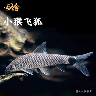 小猴飞狐除藻工具鱼黑线一线小精灵鱼草缸观赏鱼热带淡水清道夫鱼