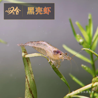 黑壳虾透明虾除藻虾鱼缸工具虾