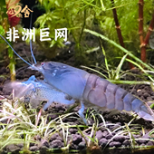 非洲巨型网球虾除藻工具虾淡水观赏虾活体宠物黑壳虾工具虾宠物虾