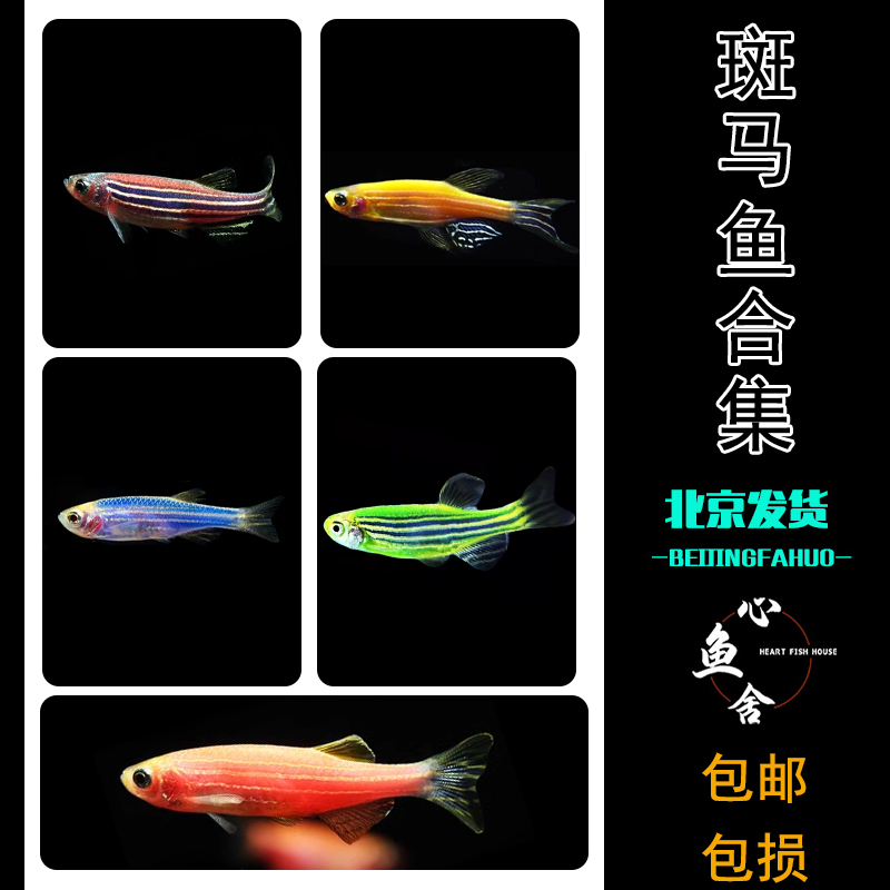 红斑马玛丽鱼观赏胎生鱼红白箭橙斑马紫马高鳍宝莲红绿灯科长蝶翼,宠物/宠物食品及用品,鱼,淘宝优惠券,粉丝福利购,淘宝优惠卷