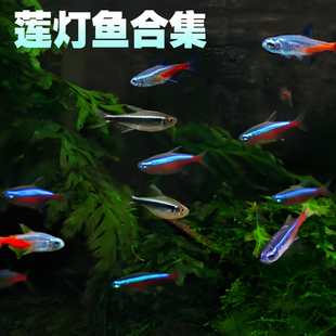 红绿灯宝莲灯鱼热带鱼群游淡水宝莲灯斑马鱼混养灯科霓虹灯鱼红