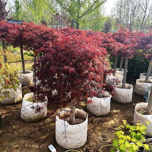 直播选苗 一物一拍 各种枫树 金隐 秋月 月升 羽毛枫 约旦 黑蕾丝