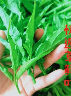 新鲜纯种忧遁优顿草黎花小尖