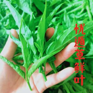 新鲜纯种忧遁优顿草黎花小尖
