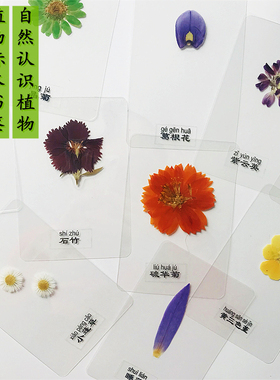 干花书签标本塑封植物学生手工
