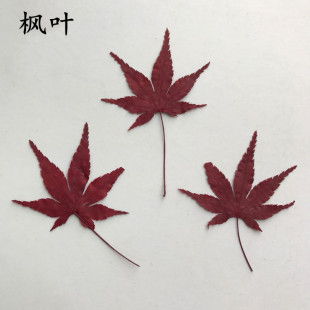 枫叶槭树叶七角枫押花贺卡书签真花diy滴胶手机壳干树叶压花干花