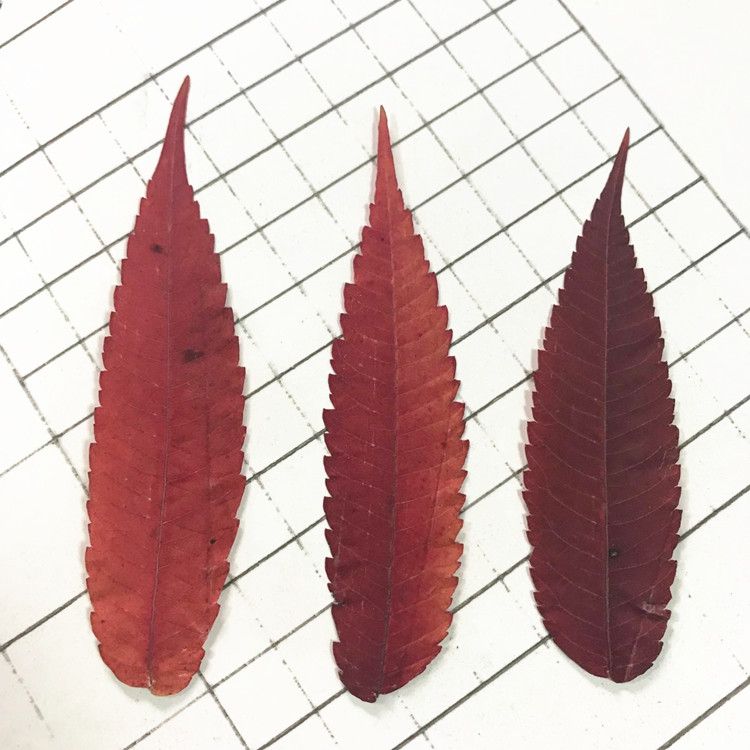 diy手工压花标本树叶干花