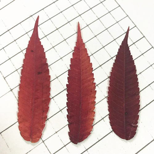 diy手工压花标本树叶干花