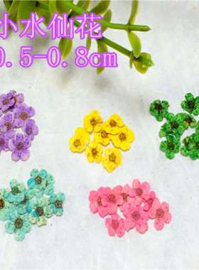 小水仙花 小梅花押花标本滴胶干花DIY手工花材植物教学美甲压花