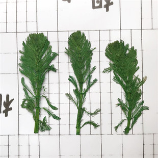 押花diy植物标本干树叶儿童手工干花学生教学标本压花 小寿松